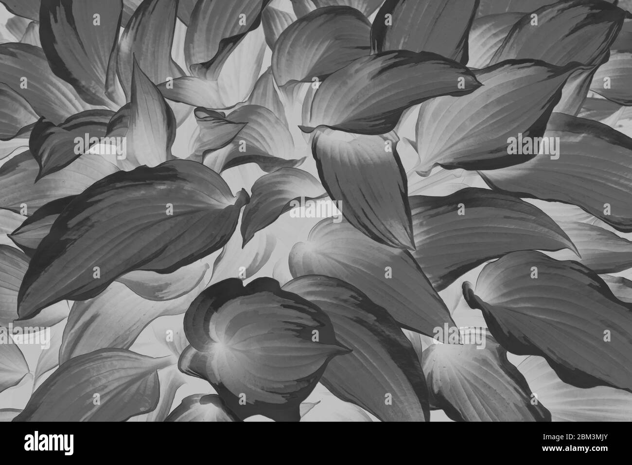 Grün und gelb Hosta in schwarz und weiß patteryn wächst auf dem Rasen im Garten close-up. Blick von oben. Natur Stockfoto