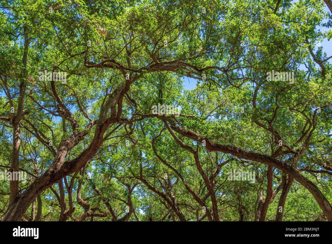 Südliche lebende Eichenzweige (Quercus virginiana) - Hollywood, Florida, USA Stockfoto