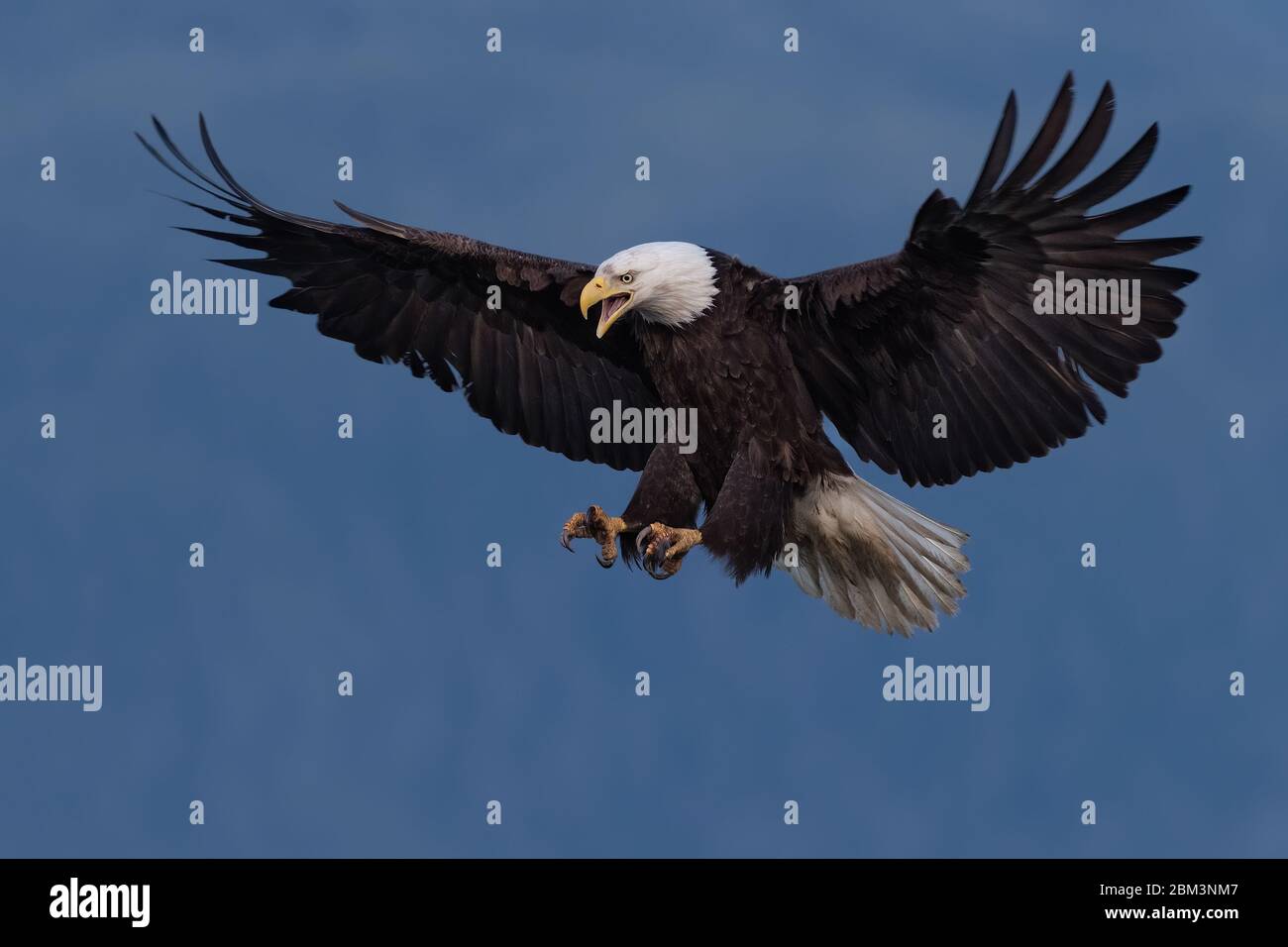 Weißkopfseeadler spannweite -Fotos und -Bildmaterial in hoher Auflösung –  Alamy