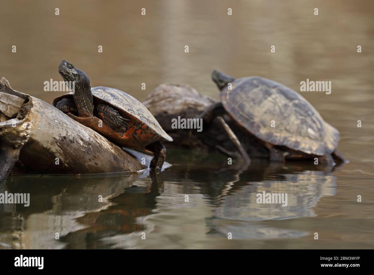 nördliche Rotbauchschildkröte (Pseudemys rubriventris), IUCN in der Nähe bedrohter Arten, Maryland Stockfoto