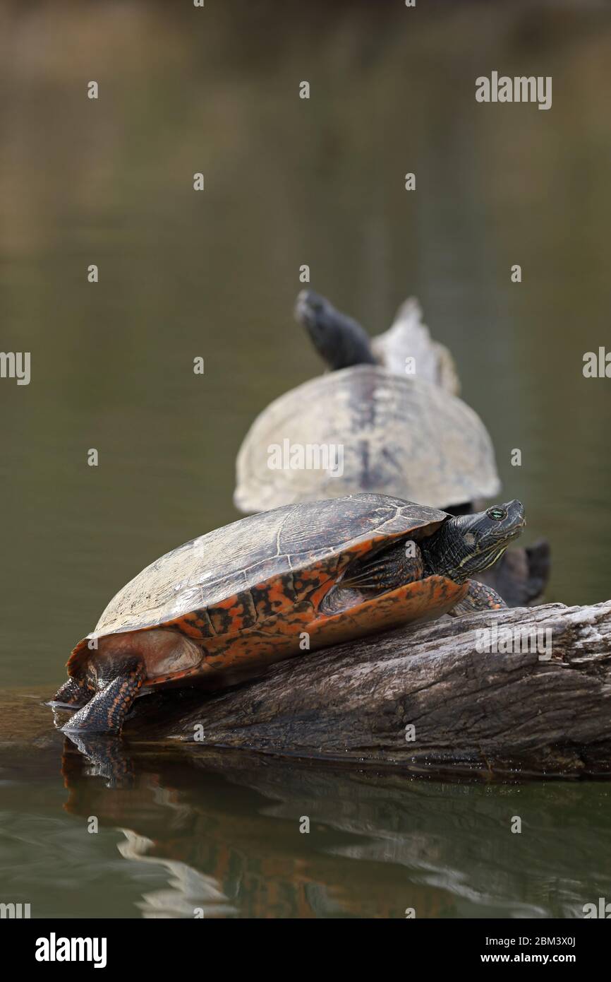 nördliche Rotbauchschildkröte (Pseudemys rubriventris), IUCN in der Nähe bedrohter Arten, Maryland Stockfoto