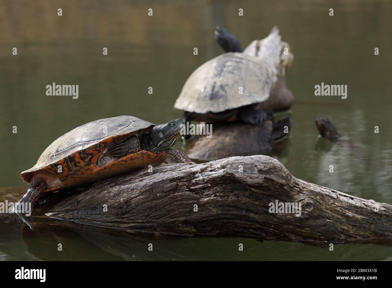 nördliche Rotbauchschildkröte (Pseudemys rubriventris), IUCN in der Nähe bedrohter Arten, Maryland Stockfoto