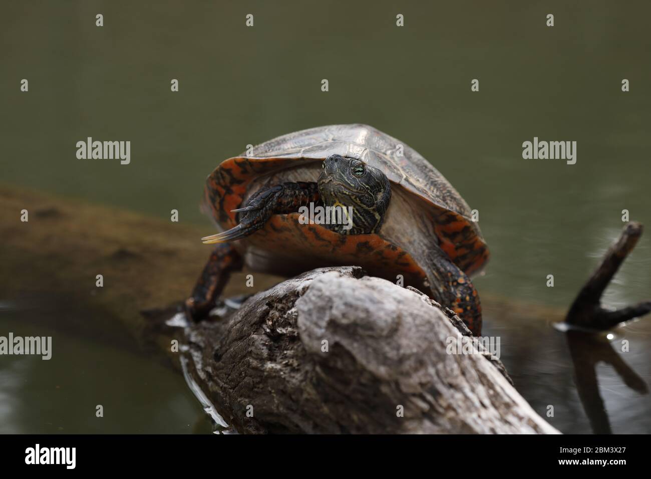 nördliche Rotbauchschildkröte (Pseudemys rubriventris), IUCN in der Nähe bedrohter Arten, Maryland Stockfoto