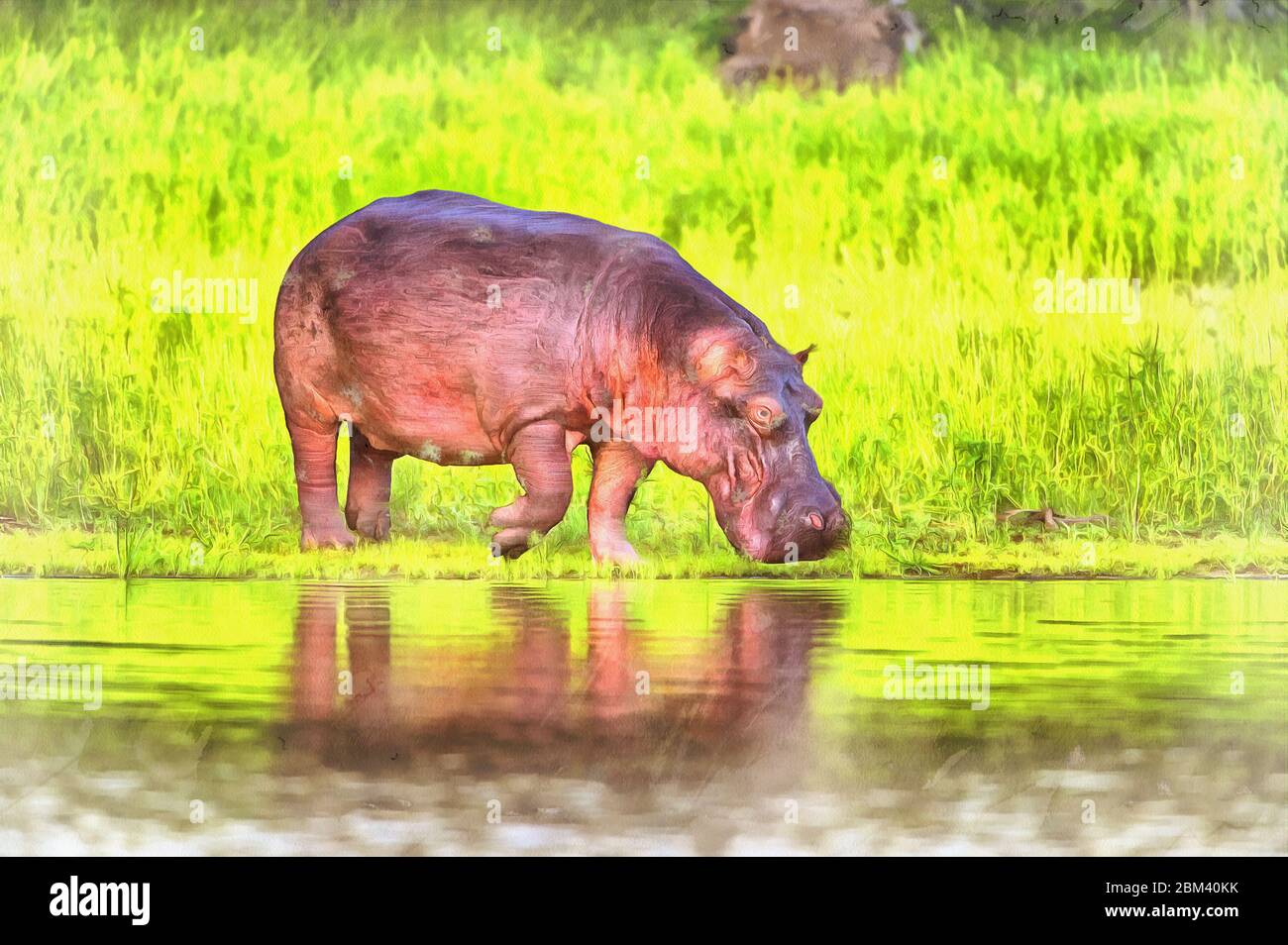 Hippopotamus amphibius, Rufiji Fluss, Tansania, Ostafrika Stockfoto