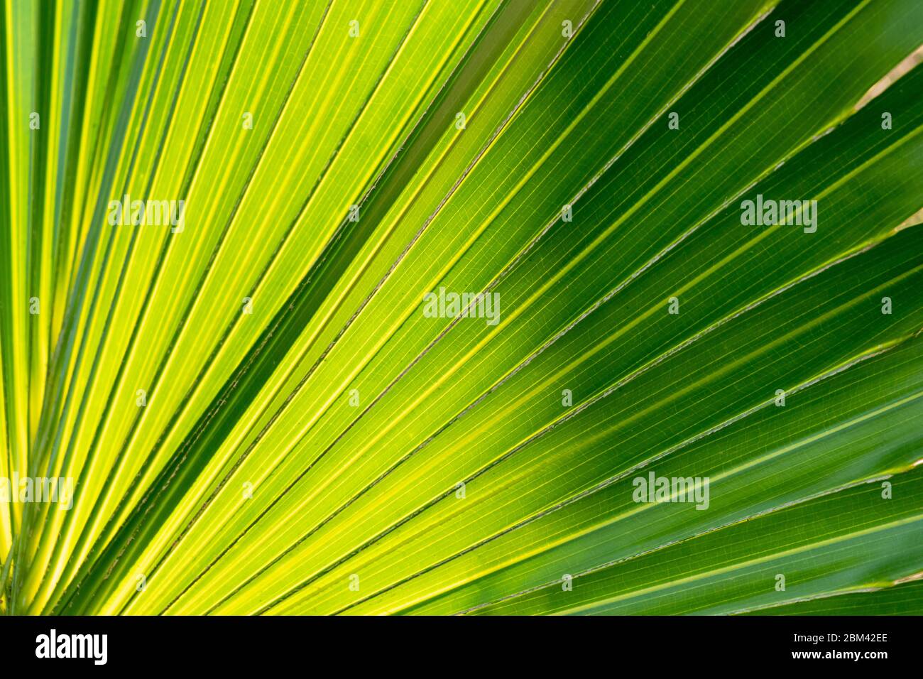 Hintergrund und Textur der Palme grünen Blatt. Stockfoto