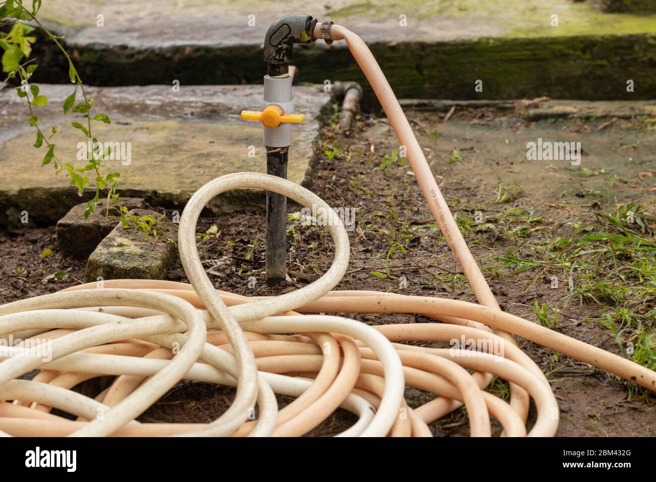 Kunststoffrohr in der Nähe von Wasser Ventil für die Verwendung Bewässerung der Pflanzen und Garten gerollt. Stockfoto