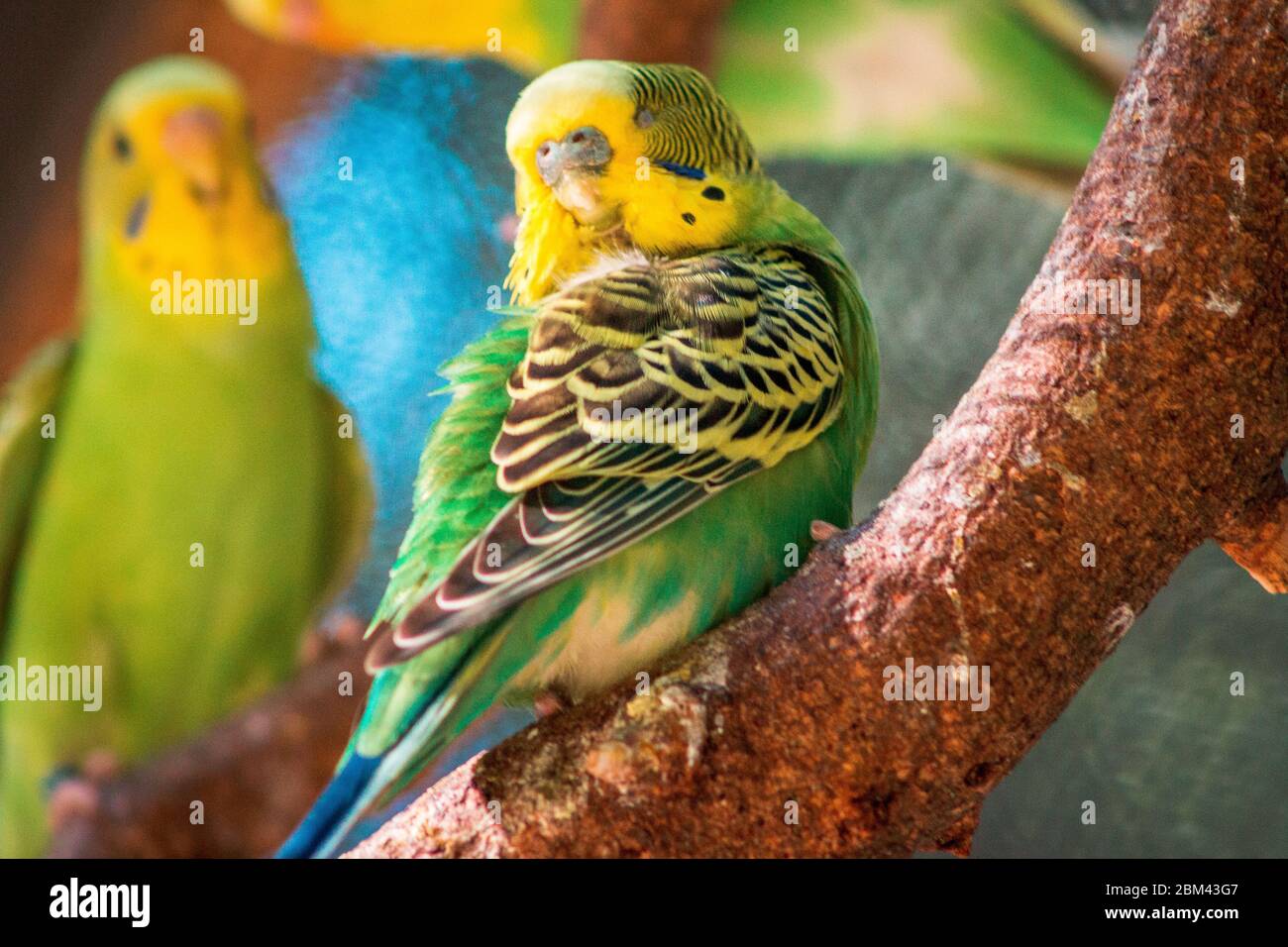 Tier Wellensittiche Stockfotos Und Bilder Kaufen Alamy