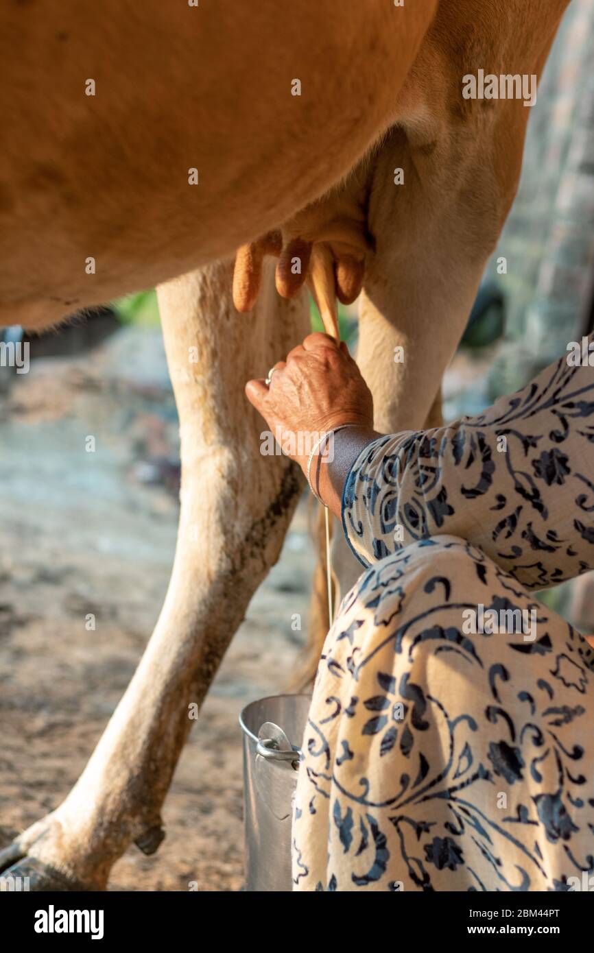 Frau, die eine Kuh von Hand melkt. Melken einer Kuh. Stockfoto