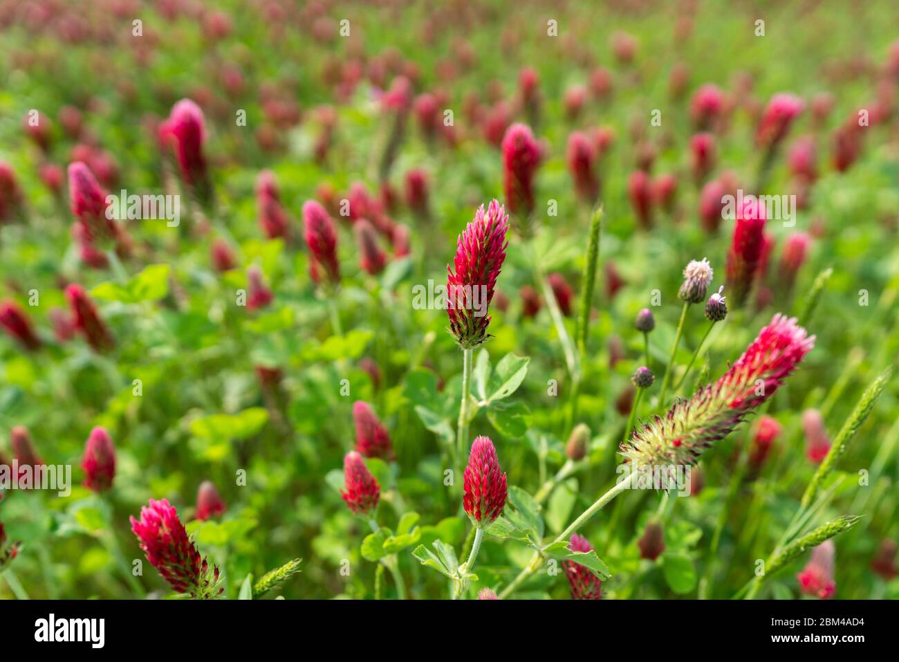 Erdbeerkerze (Trifolium incarnatum L.), Isehara City, Präfektur Kanagawa, Japan Stockfoto