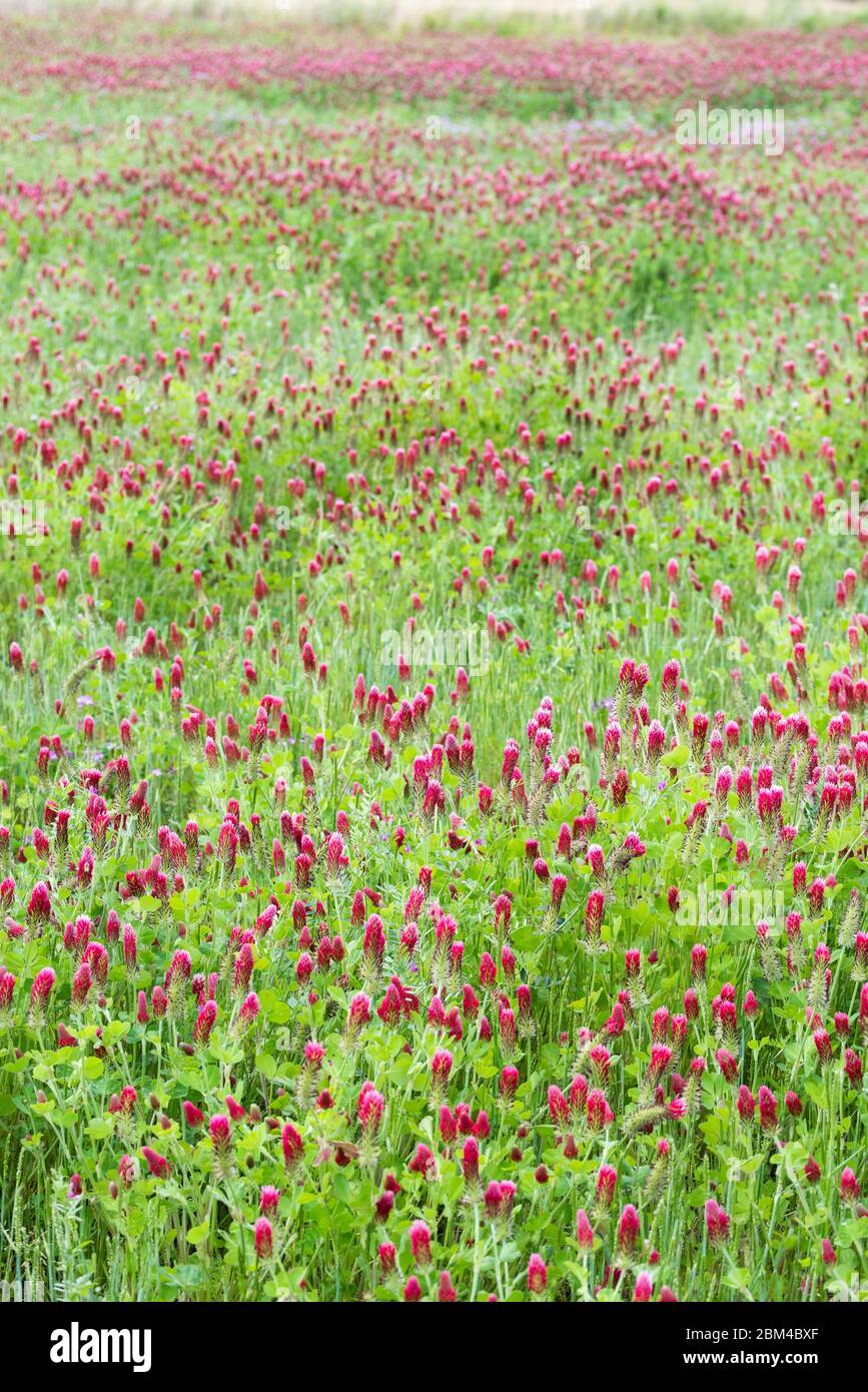 Erdbeerkerze (Trifolium incarnatum L.), Isehara City, Präfektur Kanagawa, Japan Stockfoto