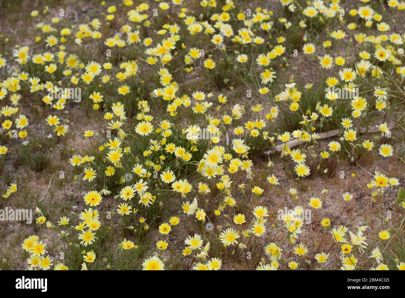 Smooth Desert Löwenzahn, Malacothrix glabrata, Asteraceae, einheimische Pflanze am Rande der Twentynine Palms, Southern Mojave Desert, Springtime. Stockfoto