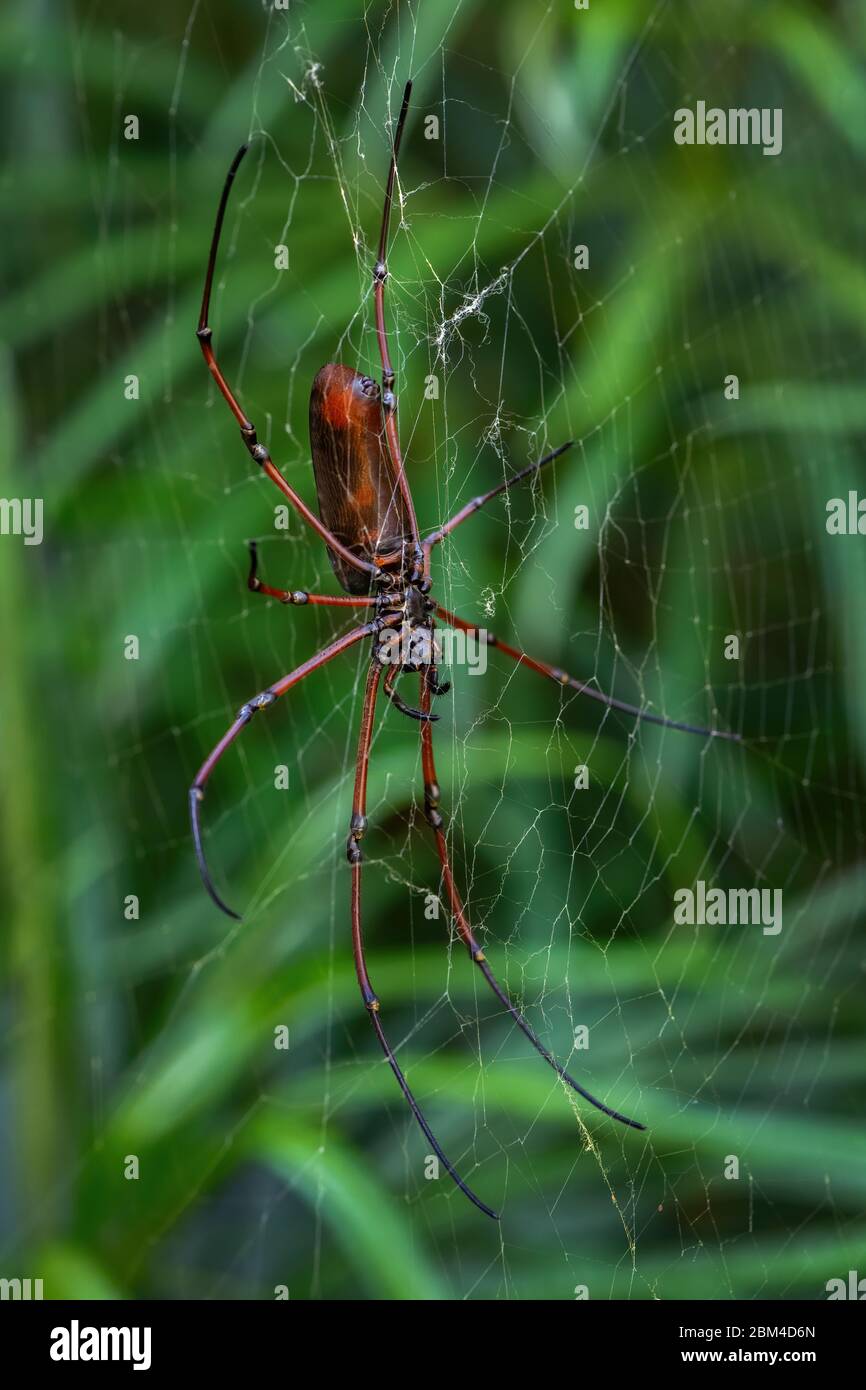 Schwarze Holzspinne - Nephila kuhlii, schöne große Spinne auf dem Netz aus südostasiatischen Wäldern und Wäldern, Malaysia. Stockfoto