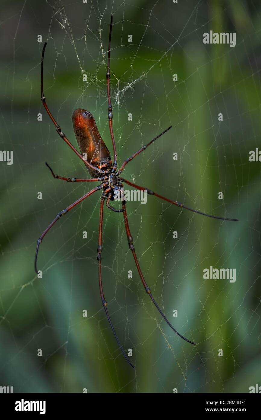 Schwarze Holzspinne - Nephila kuhlii, schöne große Spinne auf dem Netz aus südostasiatischen Wäldern und Wäldern, Malaysia. Stockfoto