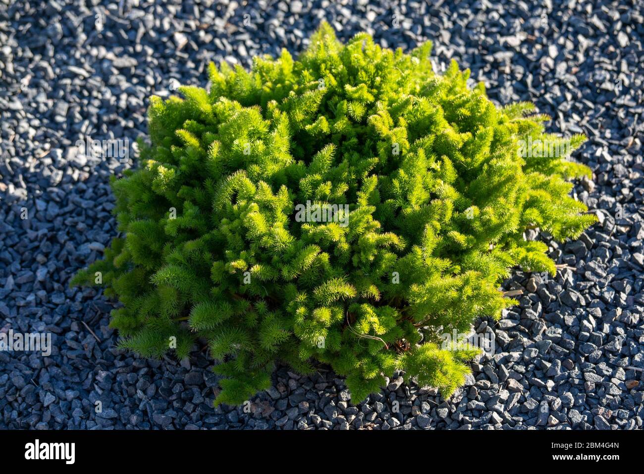 Aromatische mehrjährige Pflanze Baldmoney oder Spignel oder Spikenel oder Spiknel (Meum athamanticum) Stockfoto