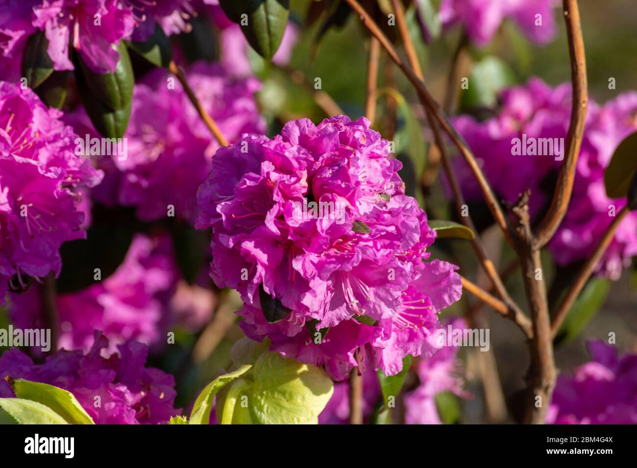 Rosa Blume von Rhododendron dauricum Stockfoto