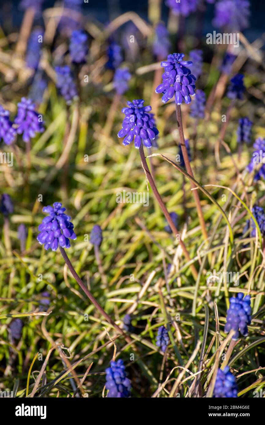 Glockenförmige blaue Blüten der Traubenhyazinthe (Muscari lesclectum) Stockfoto