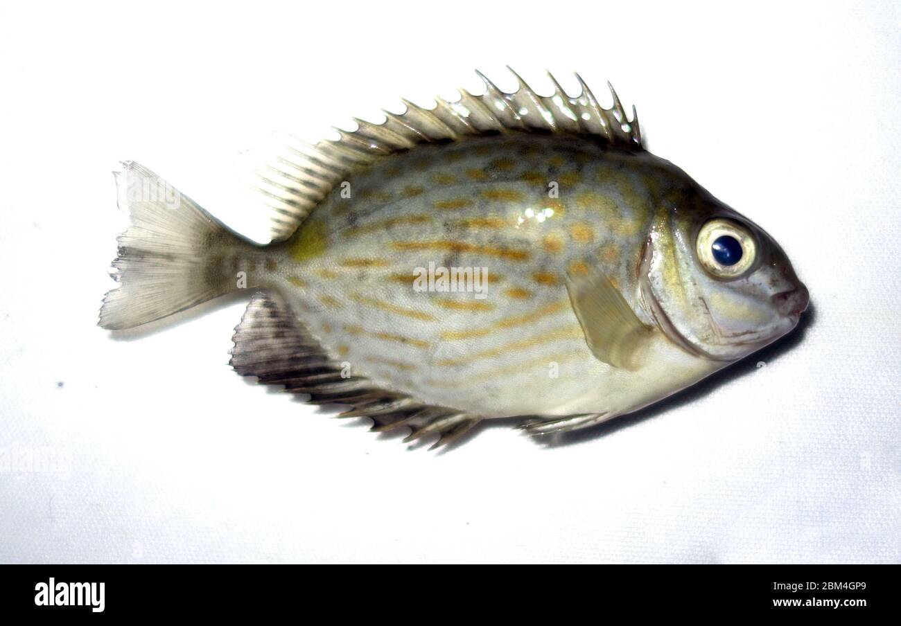 Jungbarsch (Siganus lineatus), auch bekannt als glückliche Momente aufgrund giftiger Stacheln, Cairns, Queensland, Australien Stockfoto