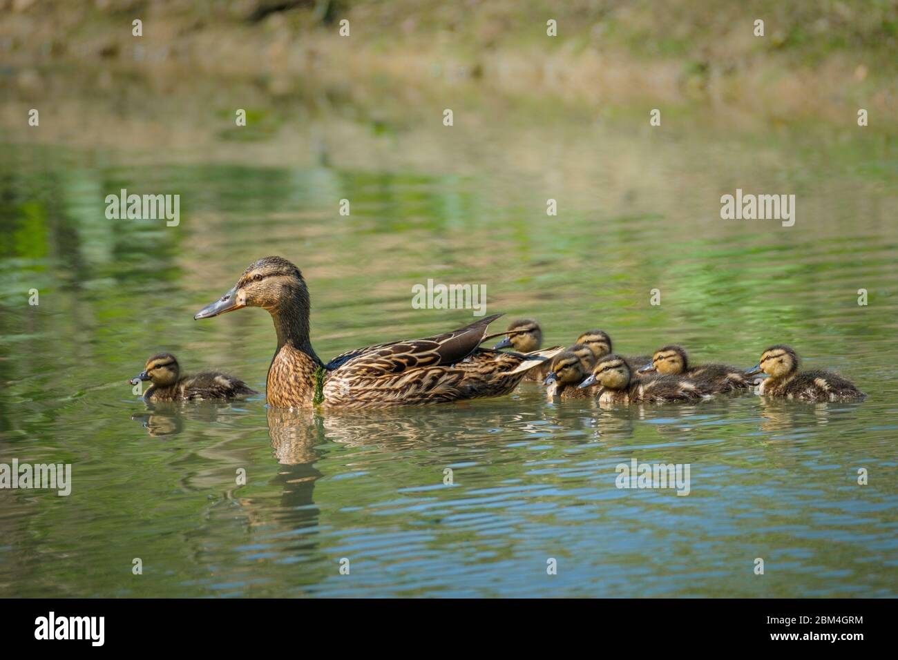 Weiblicher Mallard mit Entlein. Stockfoto