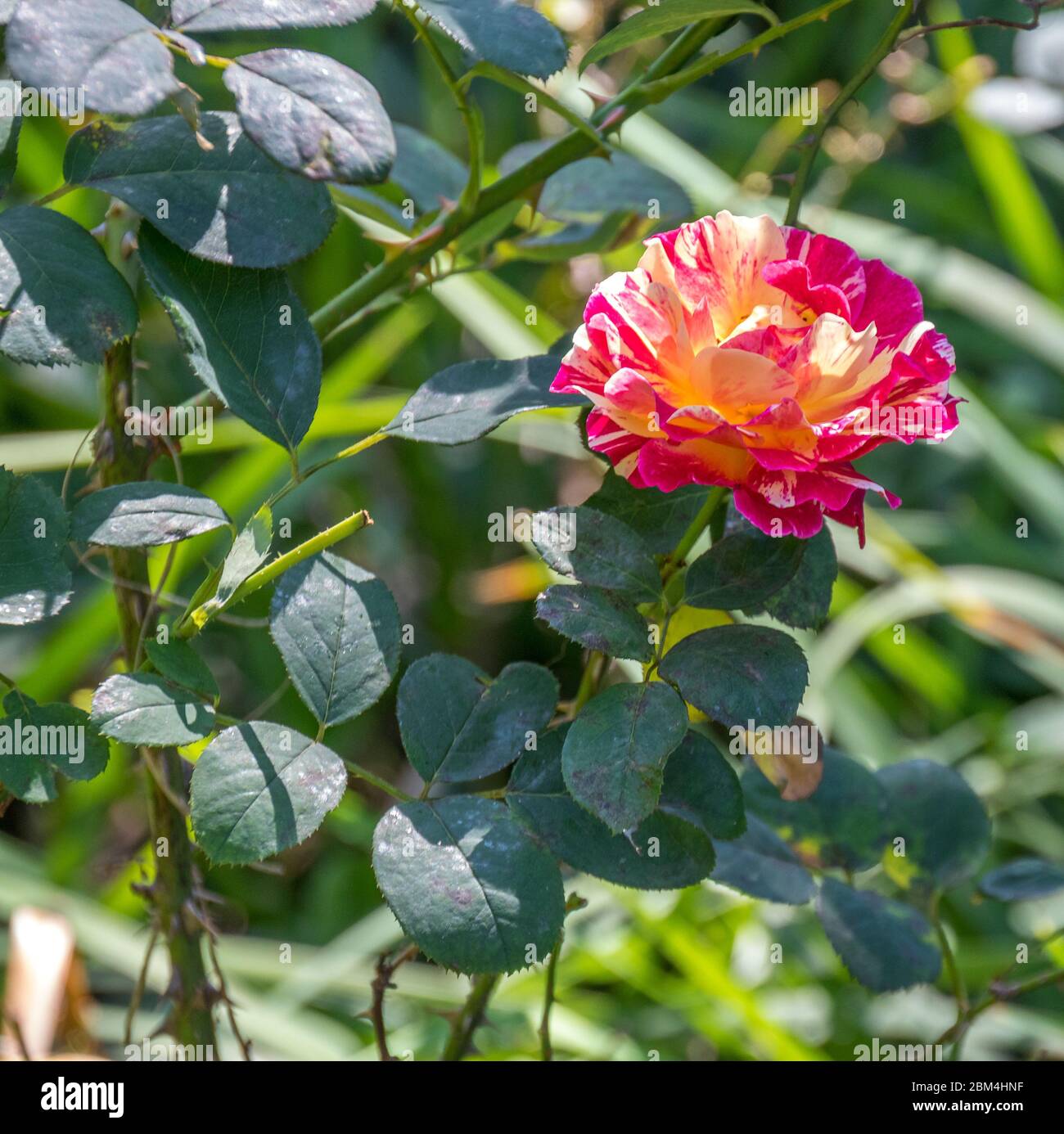 Eine zarte rosa und gelbe Rose isoliert vor einem grünen Laub Hintergrundbild im horizontalen Format Stockfoto