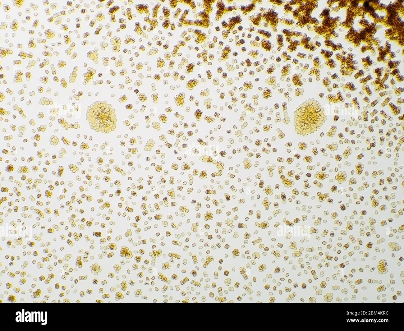 Pholiota sp. Pilz-Sporendruck unter dem Mikroskop, horizontal gefeilt der Ansicht ist etwa 0,61 mm. Stockfoto