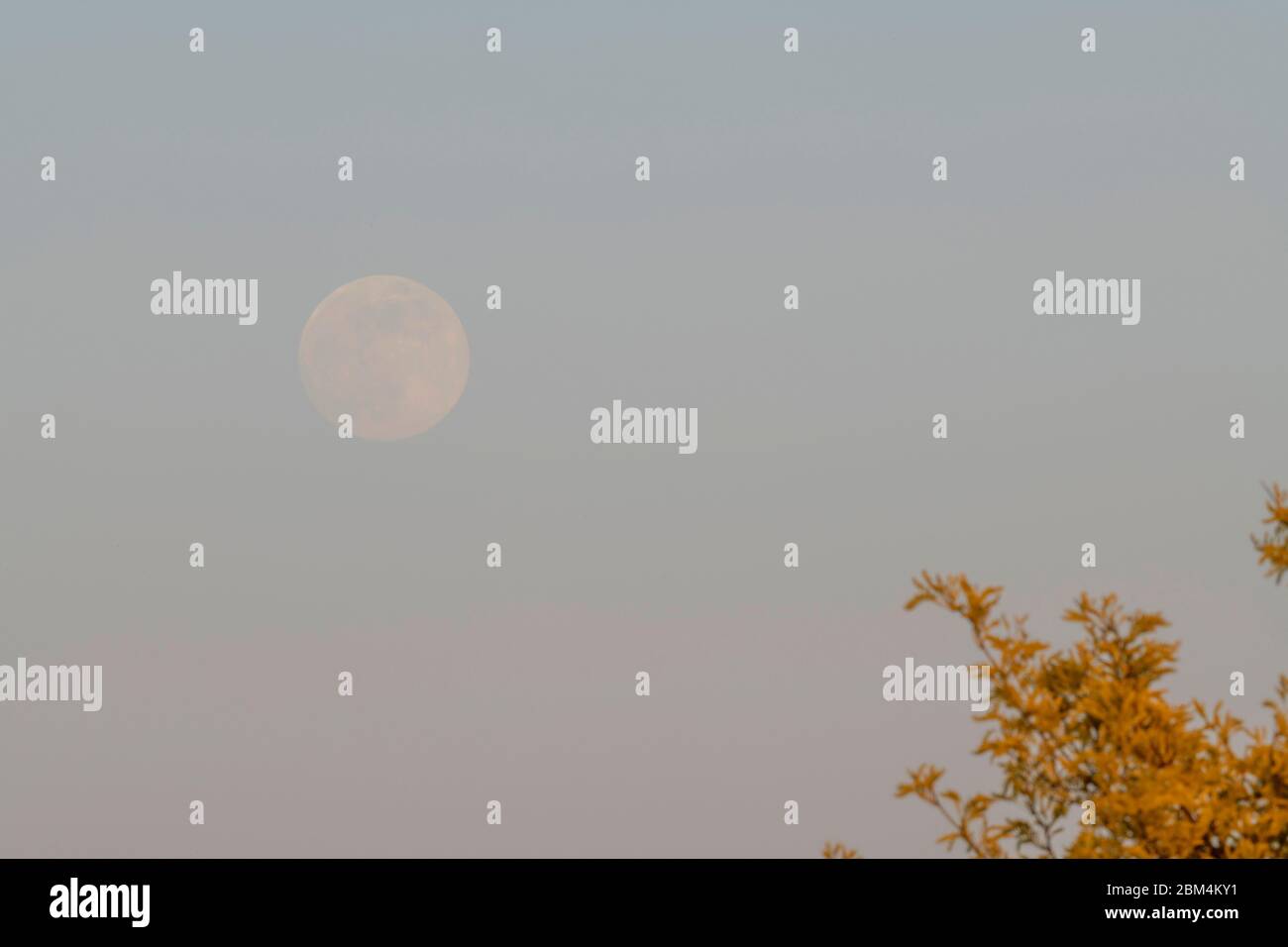 Der Mond erhebt sich am Abend des 6. Mai 2020 hinter einem sonnendurchfluteten Baum in Südlondon und wird in den frühen Morgenstunden des 7. Mai als letzter "Supermond" des Jahres 2020 untergehen. Kredit: Malcolm Park/Alamy. Stockfoto