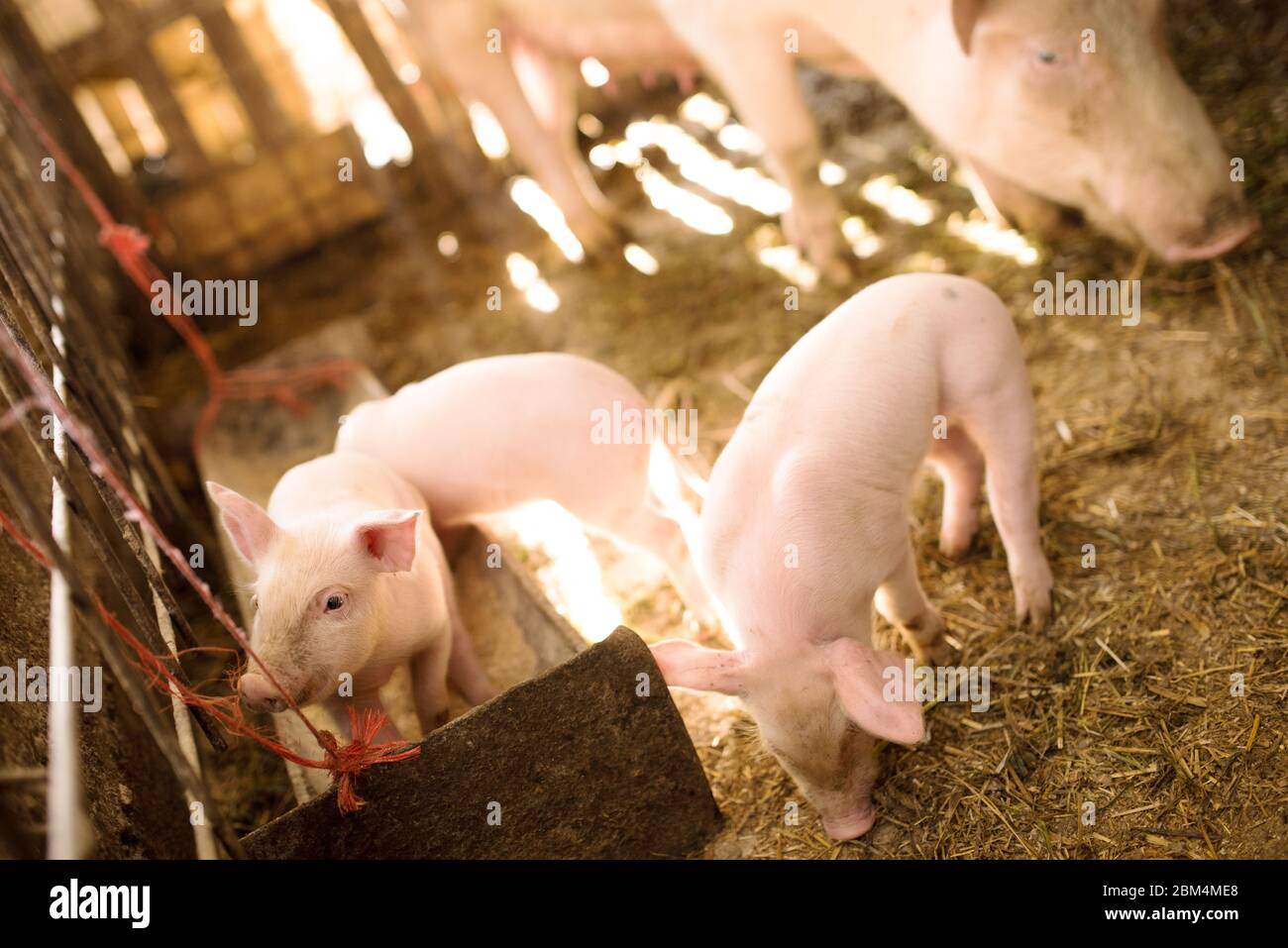 Junge Schweine auf einem Bauernhof. Gruppe von Schweinen auf dem Bauernhof. Schweine auf einem Bauernhof in der Farm essen Nahrung Stockfoto
