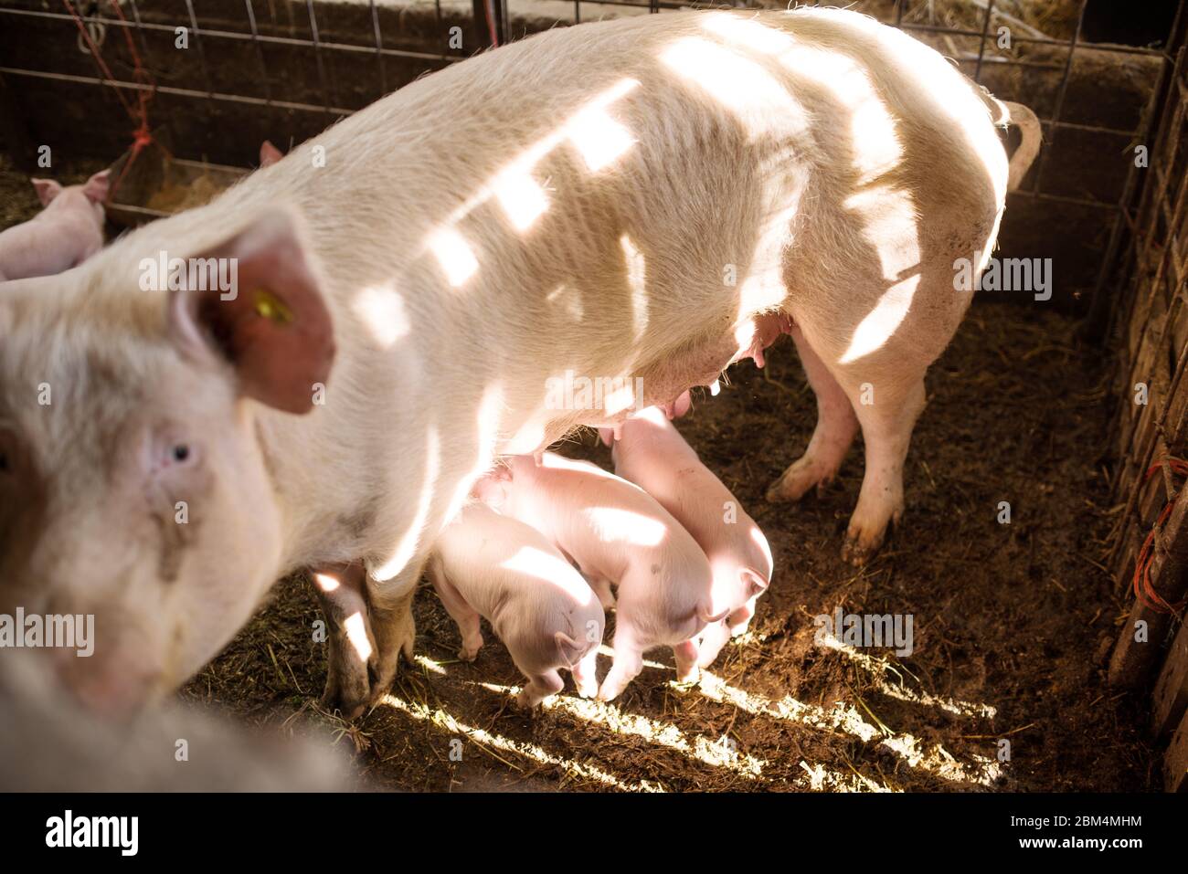 Junge Schweine auf einem Bauernhof. Gruppe von Schweinen auf dem Bauernhof. Schweine auf einem Bauernhof in der Farm essen Nahrung Stockfoto