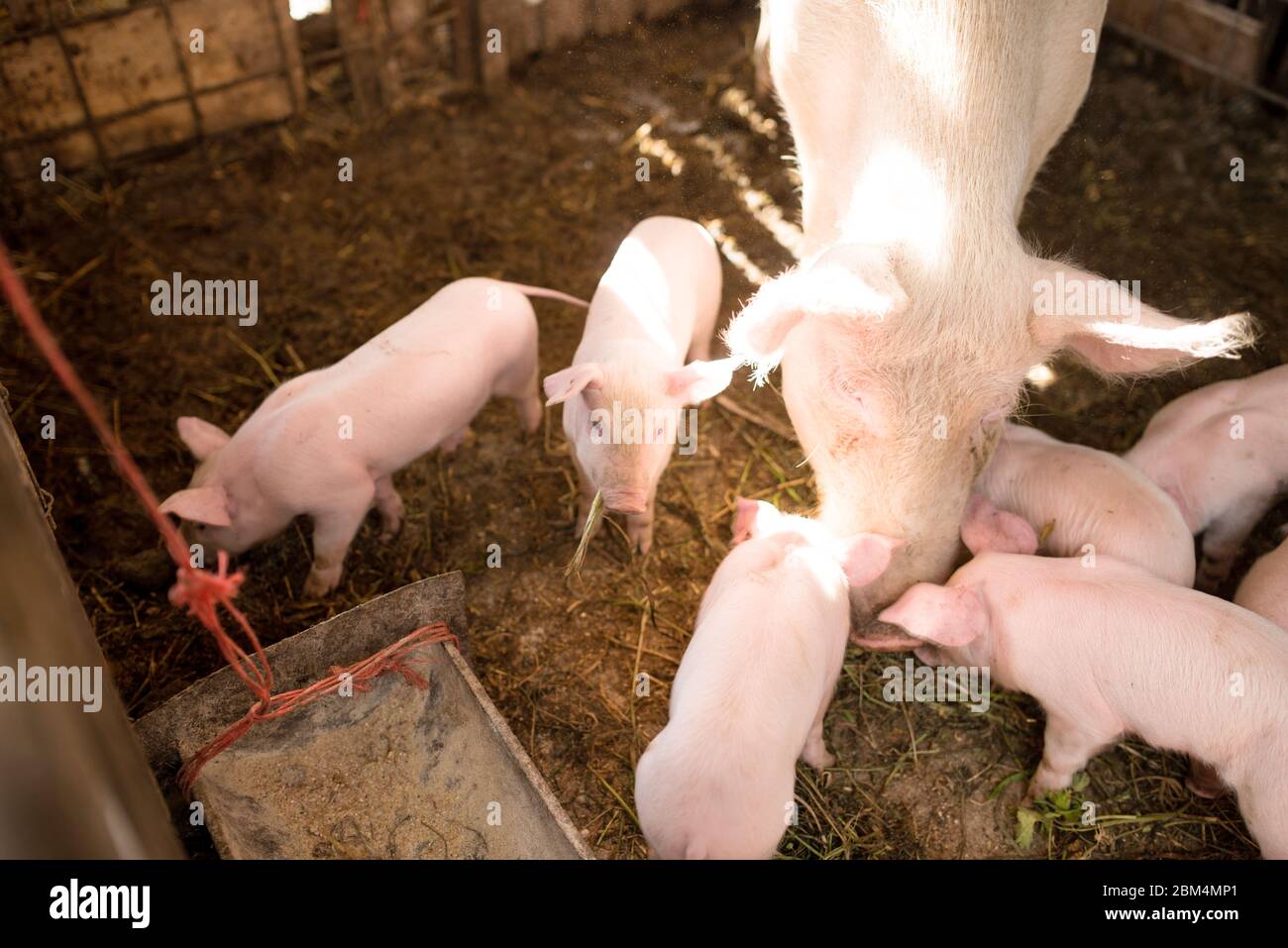 Junge Schweine auf dem Bauernhof. Mastschwein auf dem Bauernhof Stockfoto