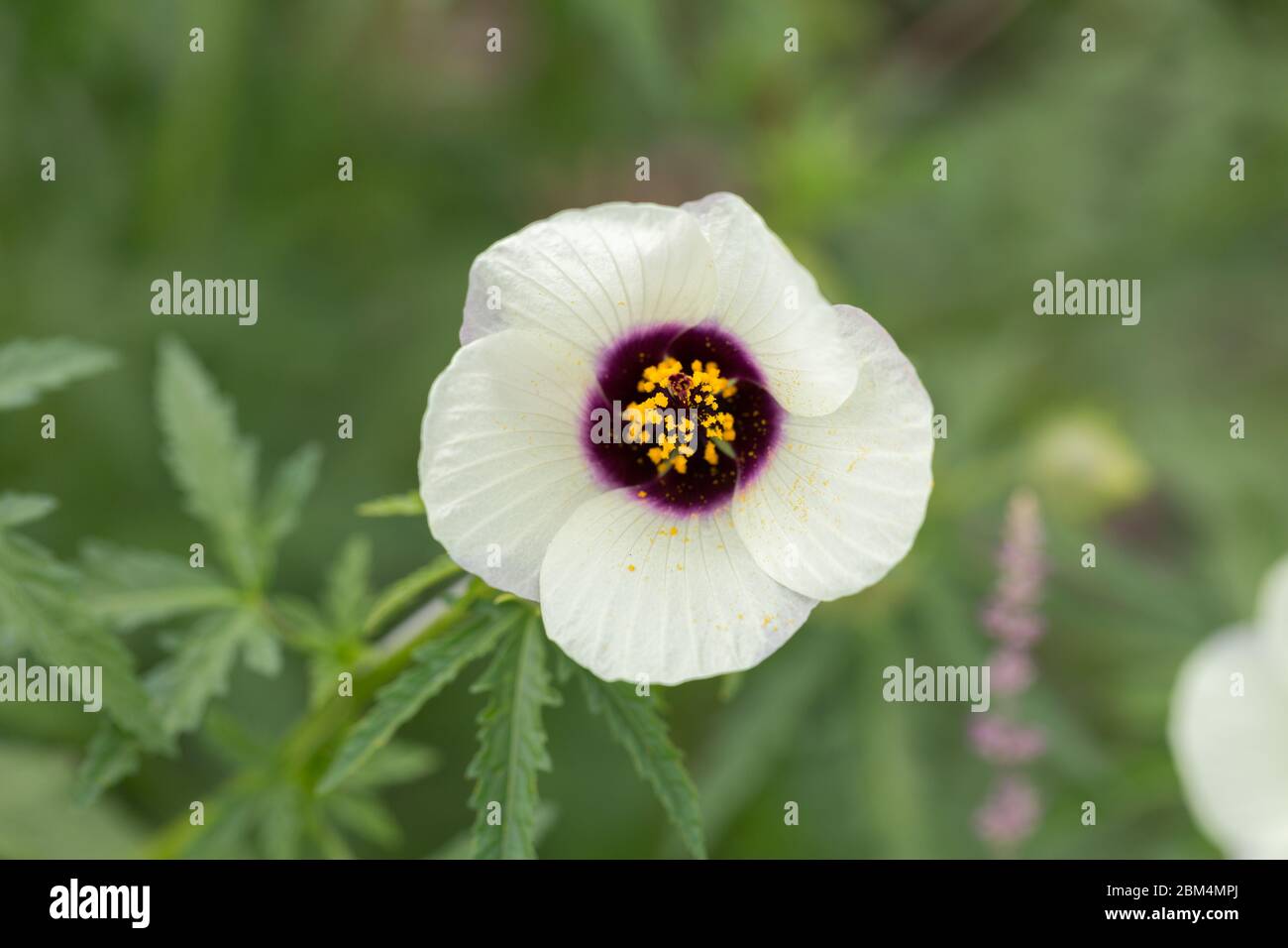 Makro von Hibiscus cannabinus Amethyst. Blume mit weißen Blütenblättern und lila und gelben Zentrum. Auch bekannt als Deccan Hanf oder Java Jute. Malvaceae Familie Stockfoto