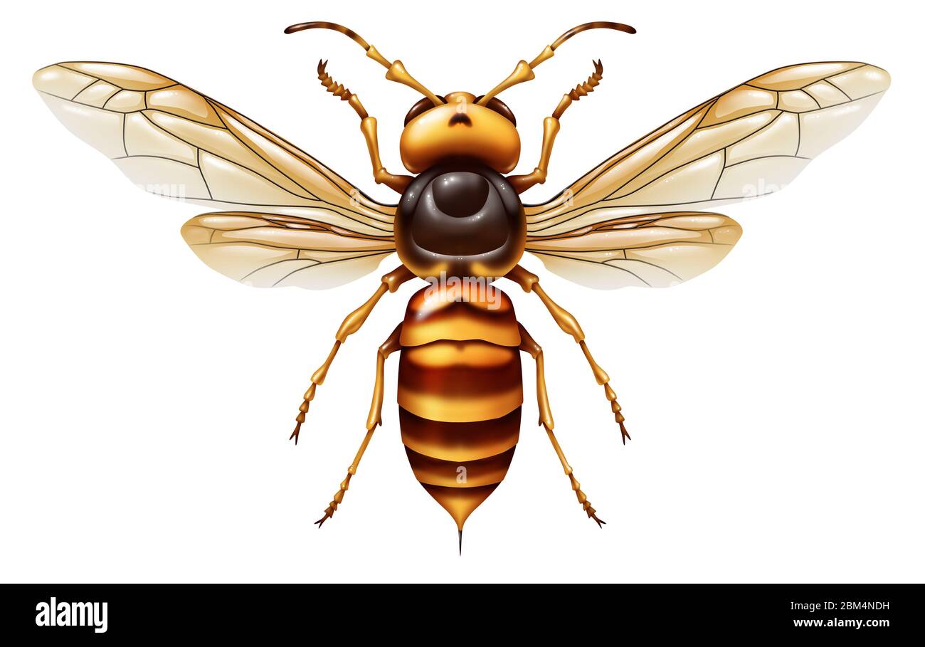 Mord Hornet oder asiatischen riesigen Insekt als ein riesiges Raubtier, die Honigbienen tötet als Tierkonzept für eine invasive Spezies isoliert auf weiß. Stockfoto