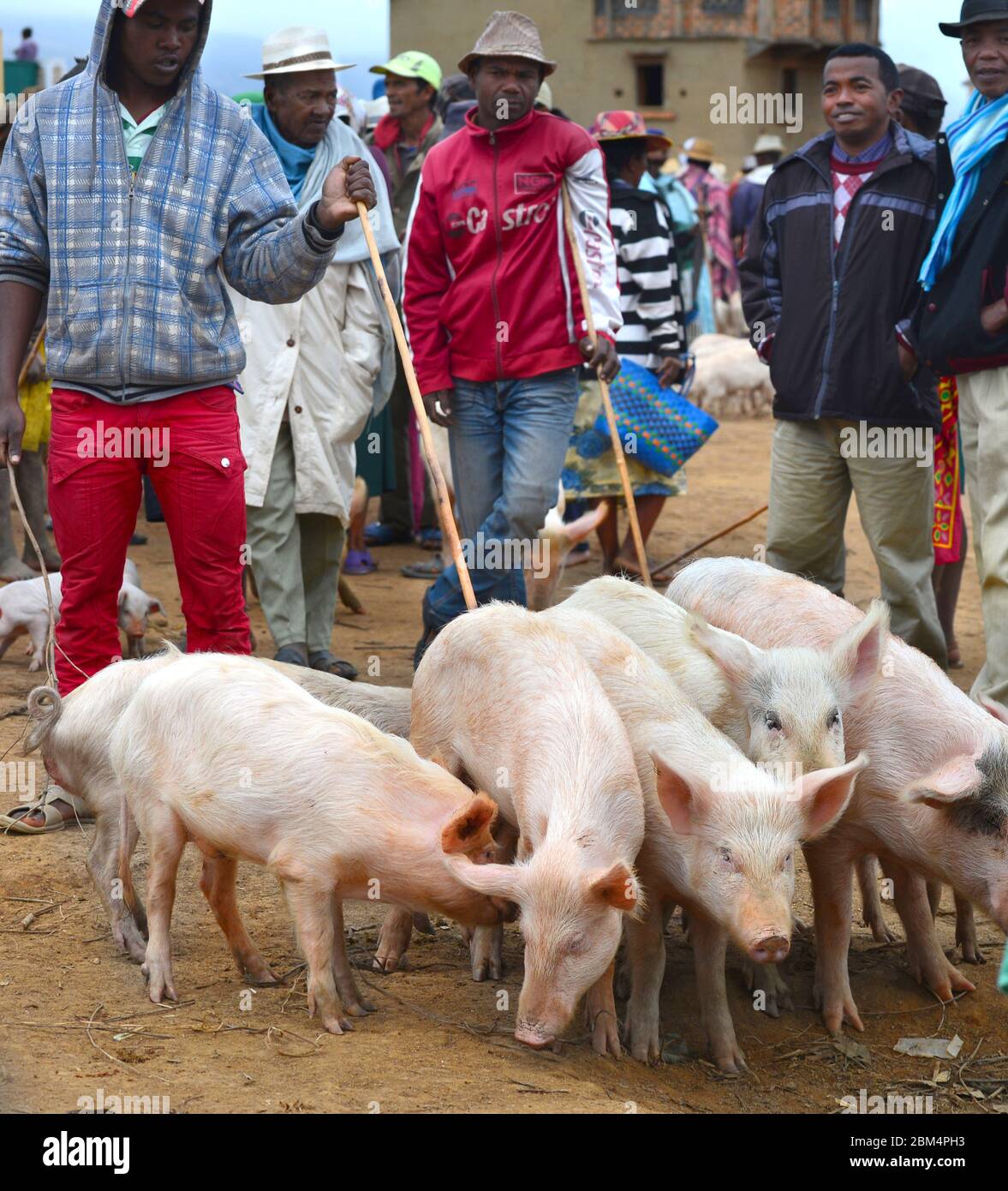 Schweinemarkt in der Nähe von Fianarantsoa, Madagaskar, Afrika Stockfoto