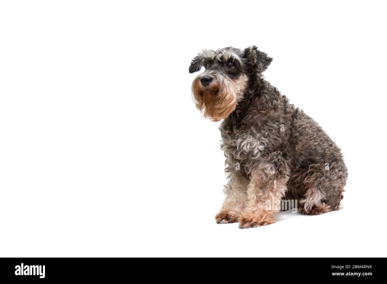 Schöner Hund Miniaturschnauzer sitzt auf weißem Hintergrund Stockfoto