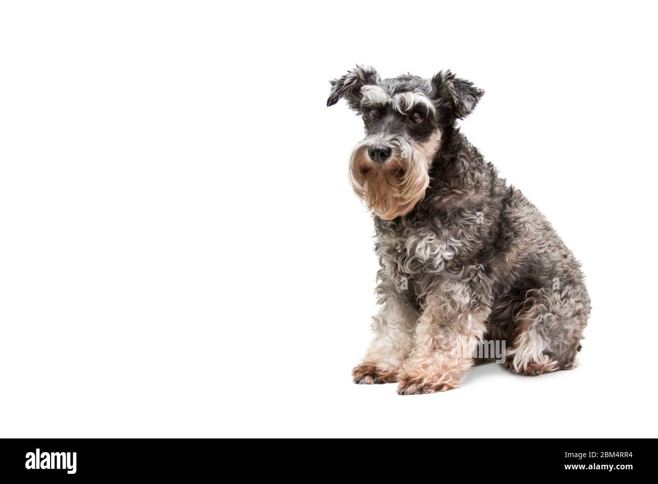 Schöner Hund Miniaturschnauzer sitzt auf weißem Hintergrund Stockfoto