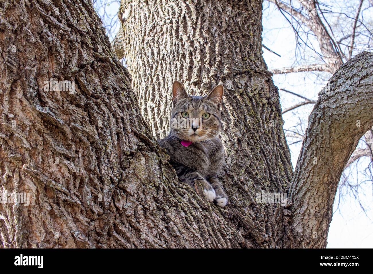Nahaufnahme Porträt Ansicht eines niedlichen häuslichen grau gestreift gestromt Katze sitzt auf einem reifen Baum Gliedmaßen Stockfoto