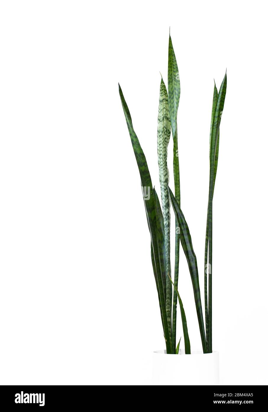 Sansevieria Pflanze in einem weißen Topf vor weißem Hintergrund Stockfoto