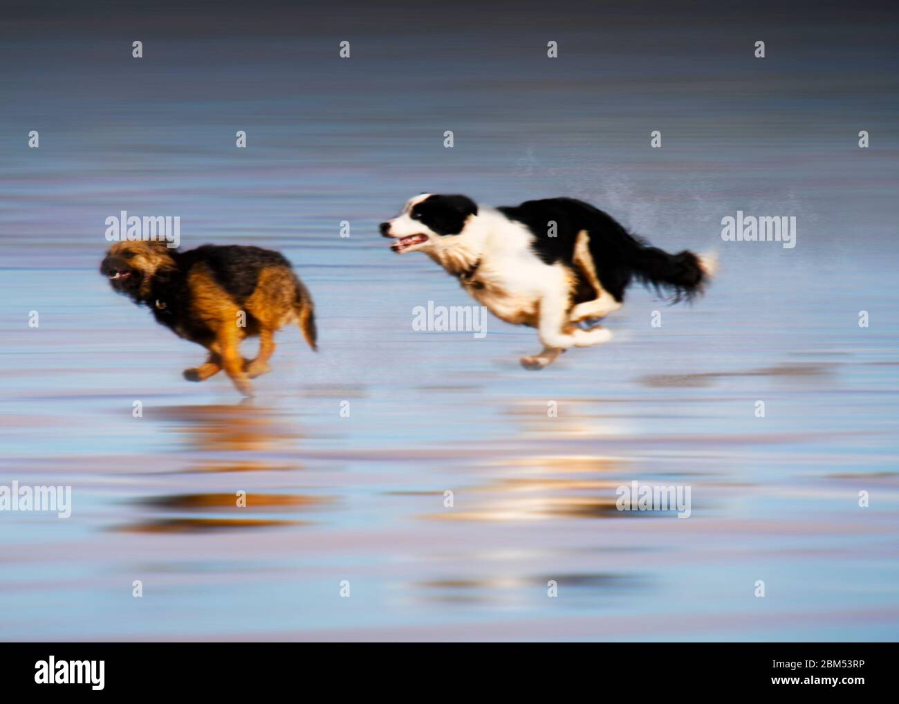 Hunde spielen Jagd am Strand. Stockfoto