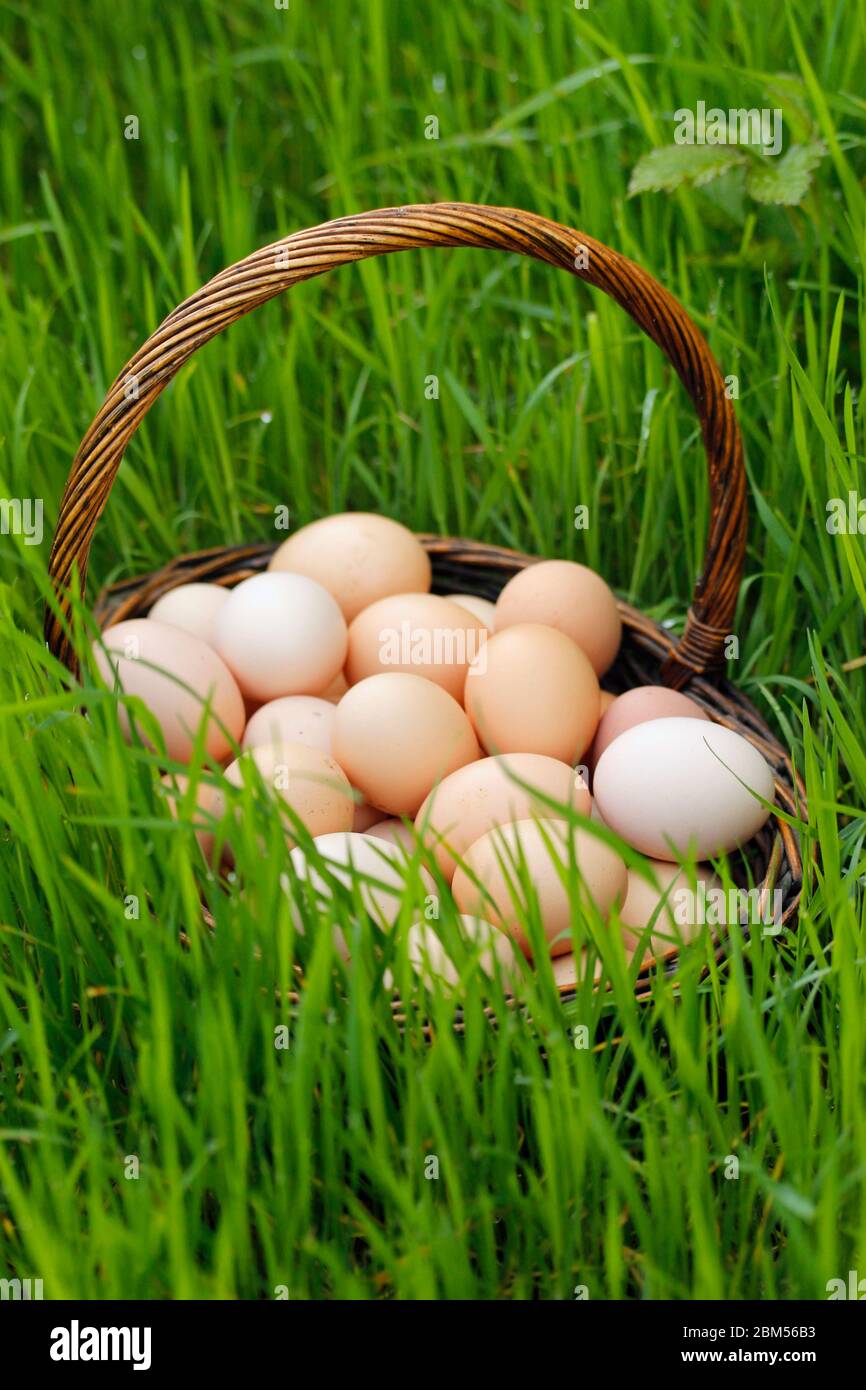 Korb mit Eiern auf dem Gras. Stockfoto