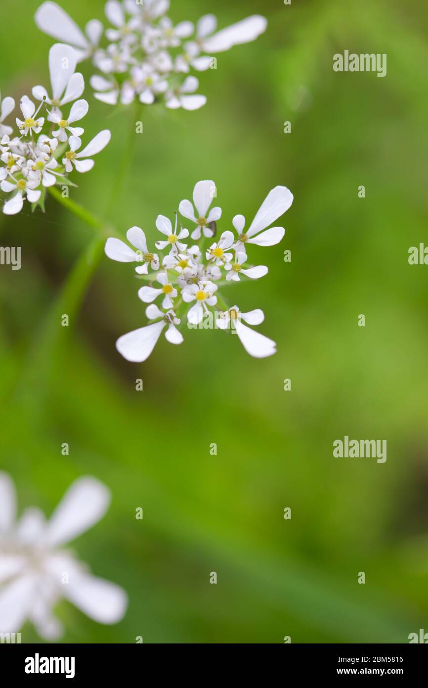 Weiße Schafgarbe Blume vor grünem Hintergrund Nahaufnahme Stockfoto