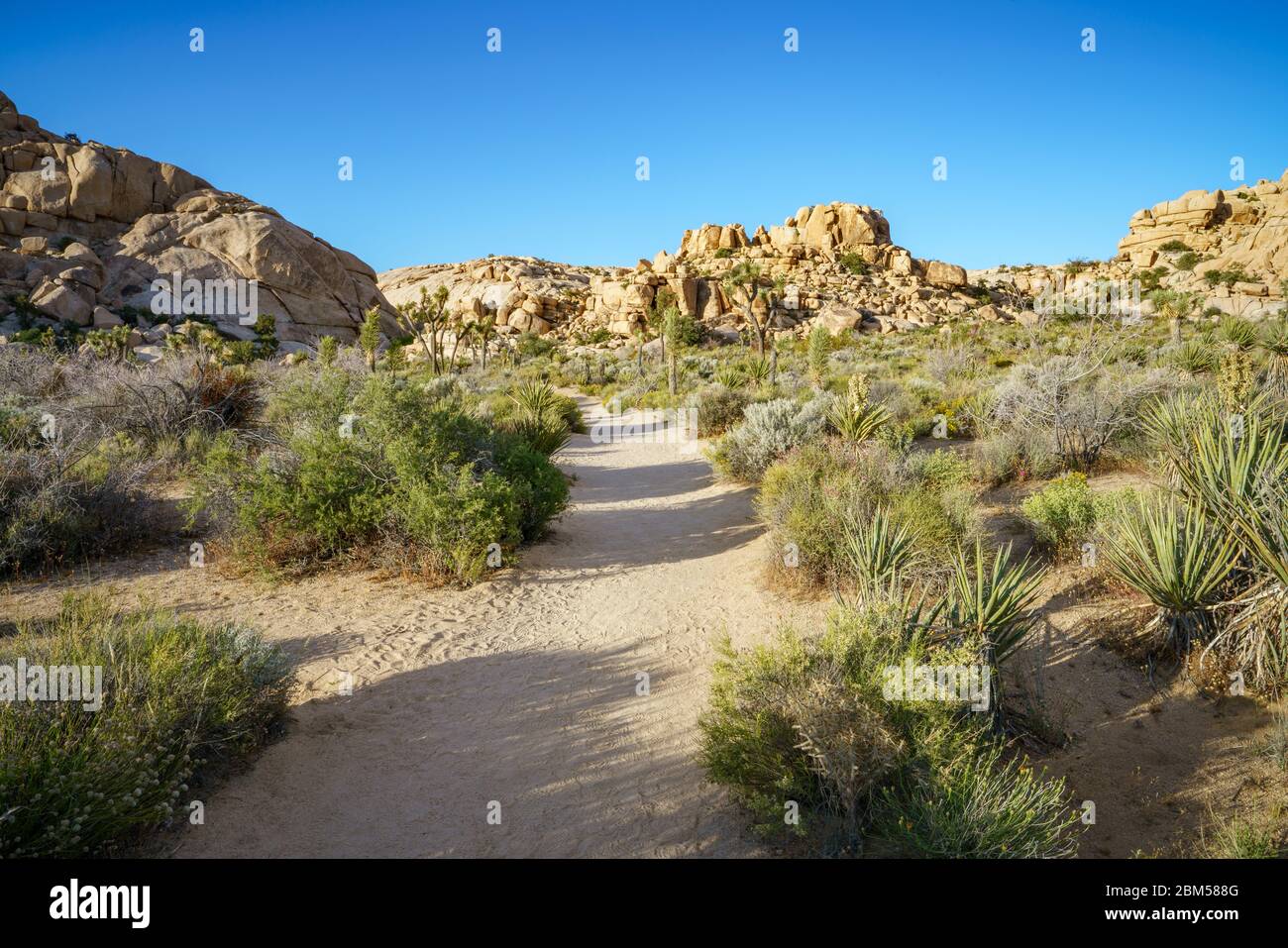 Wandern auf dem barker Damm Naturlehrpfad im joshua Tree Nationalpark, kalifornien in den usa Stockfoto