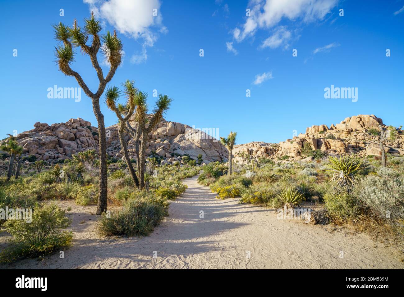 Wandern auf dem barker Damm Naturlehrpfad im joshua Tree Nationalpark, kalifornien in den usa Stockfoto