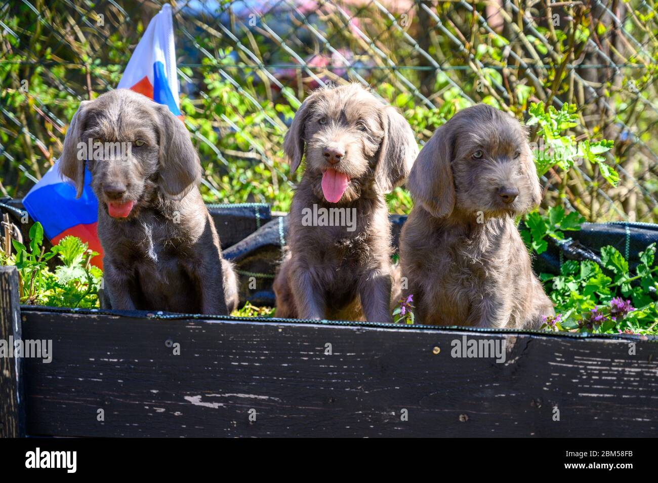 Grauhaarige Welpen mit der slowakischen Flagge. Die Welpen sind der Rasse: Slowakischer rauhaariger Pointer oder Slowakischer Drahthaariger Zeigegriffon Stockfoto