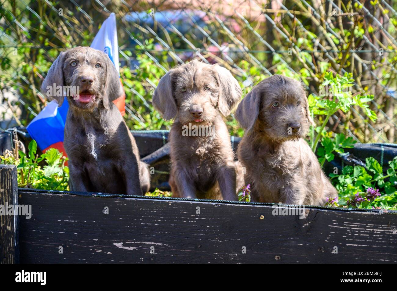 Grauhaarige Welpen mit der slowakischen Flagge. Die Welpen sind der Rasse: Slowakischer rauhaariger Pointer oder Slowakischer Drahthaariger Zeigegriffon Stockfoto