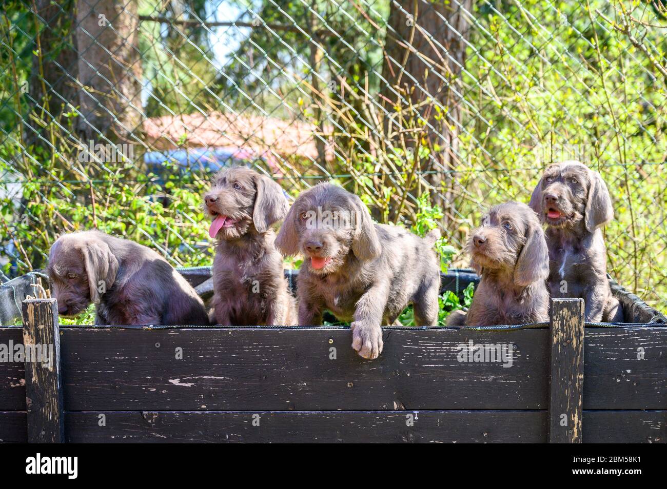 Grauhaarige Welpen mit der slowakischen Flagge. Die Welpen sind der Rasse: Slowakischer rauhaariger Pointer oder Slowakischer Drahthaariger Zeigegriffon Stockfoto