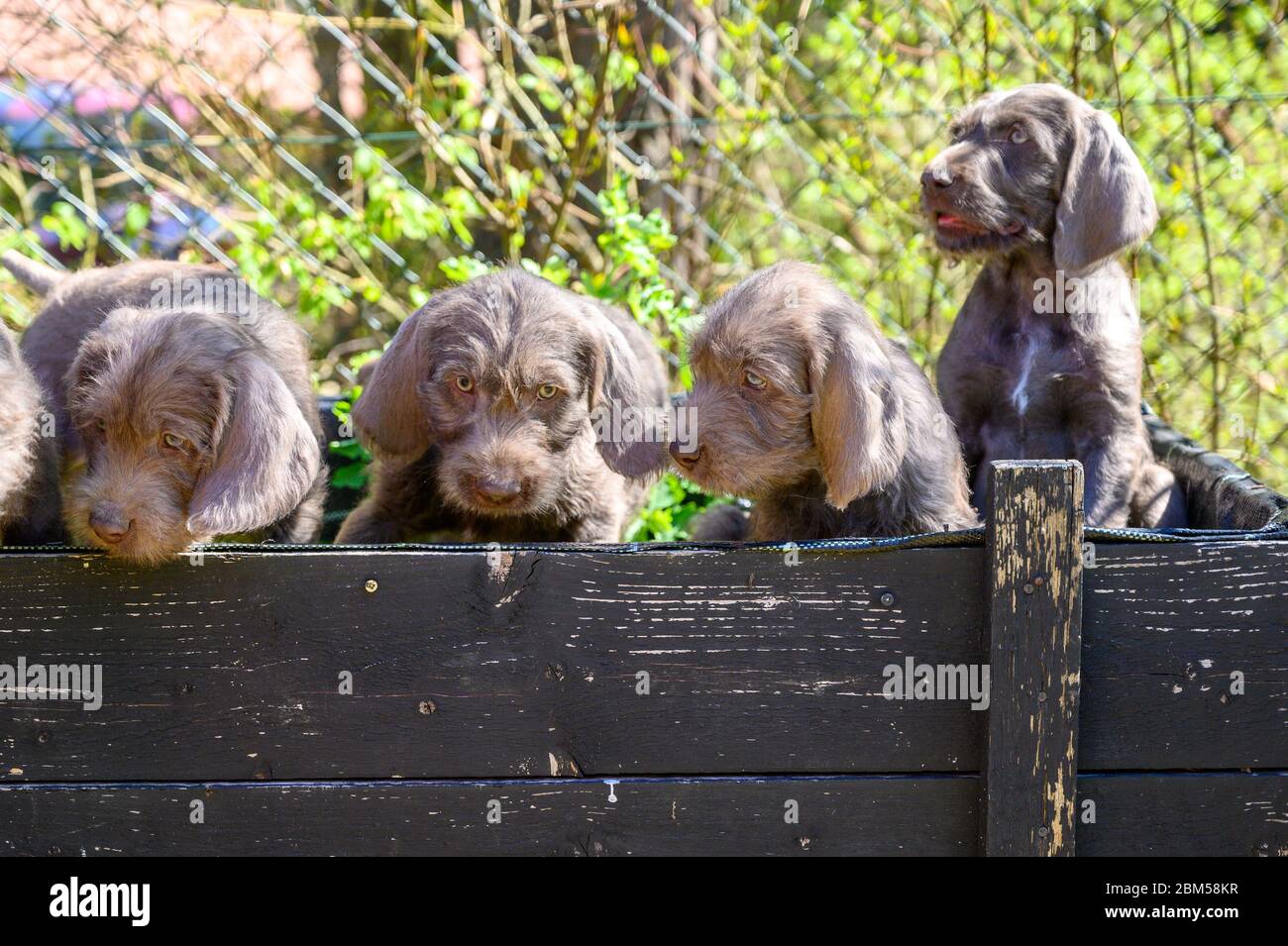 Grauhaarige Welpen mit der slowakischen Flagge. Die Welpen sind der Rasse: Slowakischer rauhaariger Pointer oder Slowakischer Drahthaariger Zeigegriffon Stockfoto