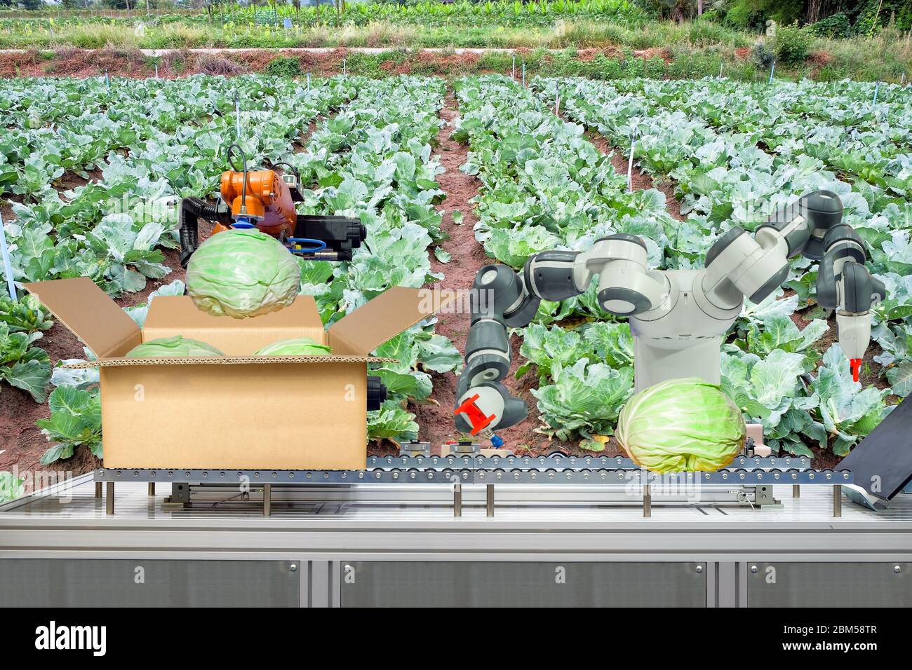 Industrieroboter, die für die Landwirtschaft gelten, um zu arbeiten Verpackung der Kohl auf Karton über Förderband, Industrie 4.0 und Smart Farm 4.0 gelegt Stockfoto