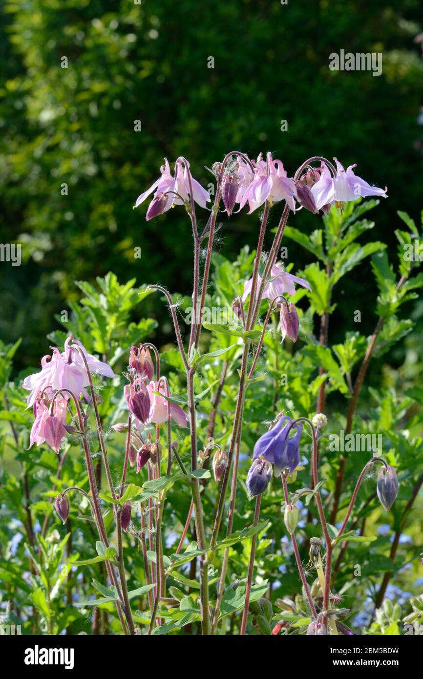 Columbine Blüten Trübungen Grannys Bonnet Blüten wachsen in einem alten Garten Stockfoto