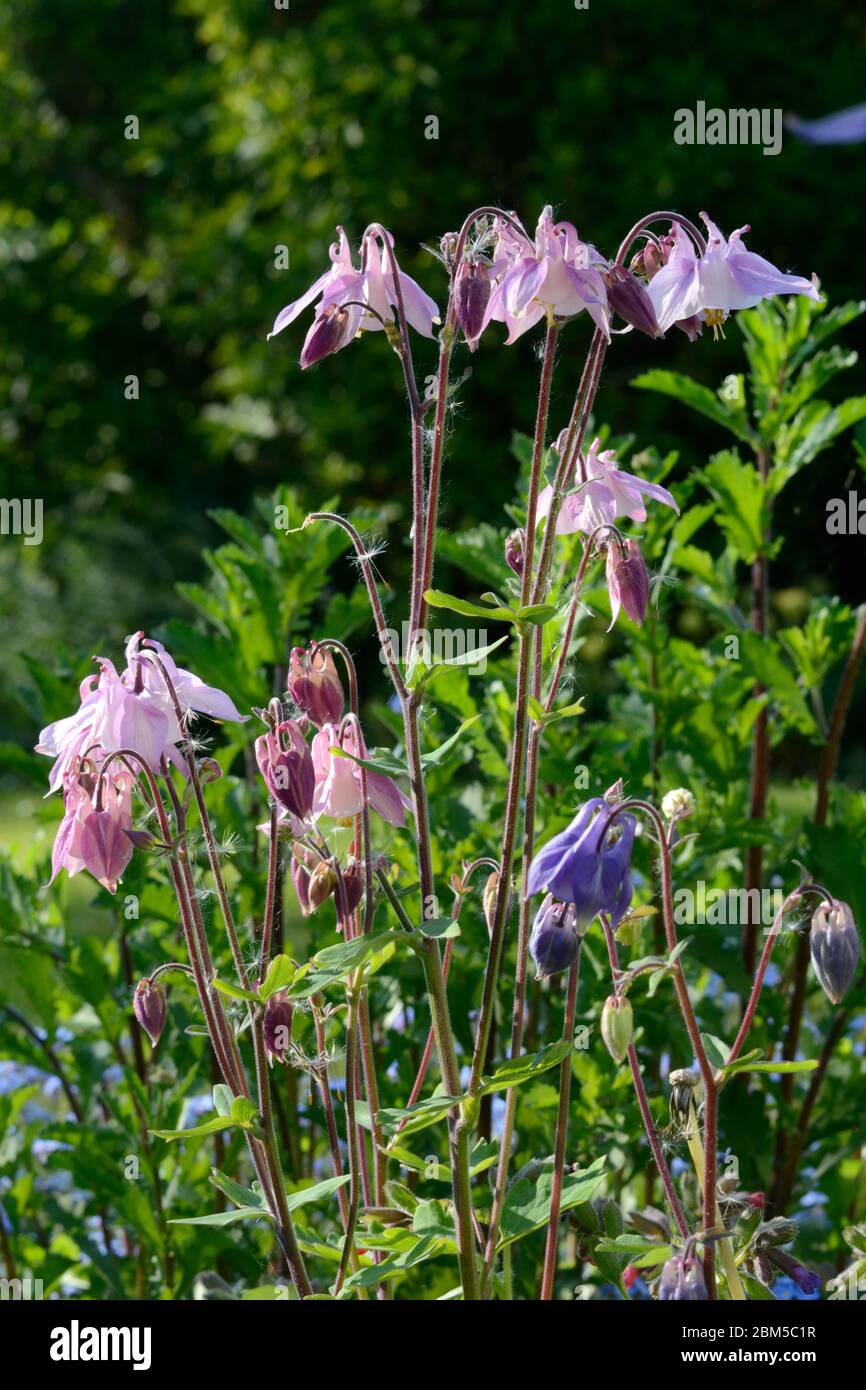 Columbine Blüten Trübungen Grannys Bonnet Blüten wachsen in einem alten Garten Stockfoto