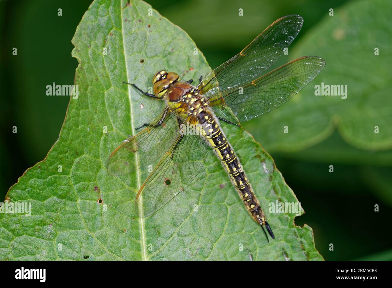 Haarige Libelle - Brachytron pratense Weibchen auf Beinwell Blatt Stockfoto