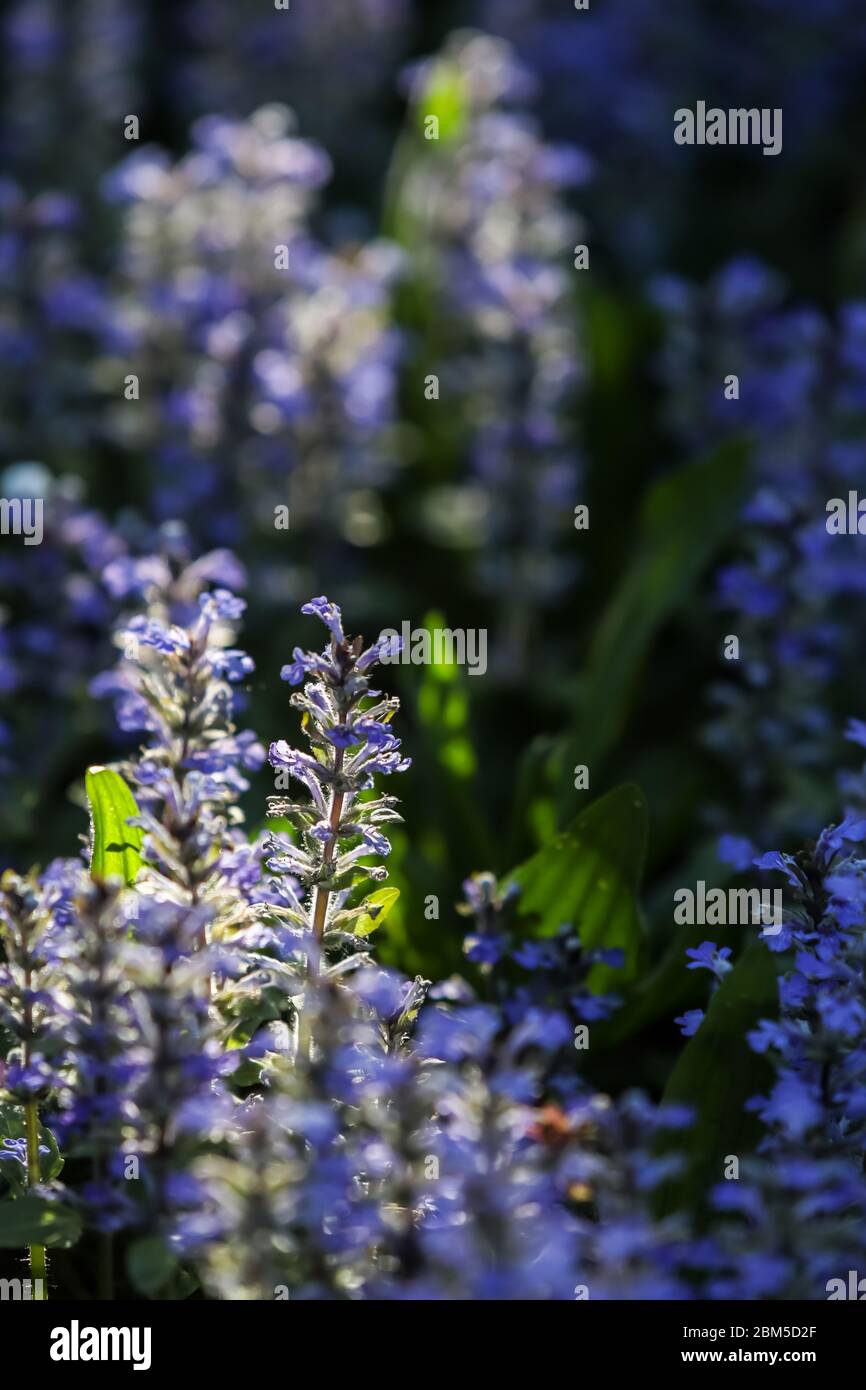 Nahaufnahme von Ajuga reptans oder Teppich-Bogle, ist eine mehrjährige Pflanze mit blauen Blumen in den mediterranen Wiesen wachsen. Stockfoto