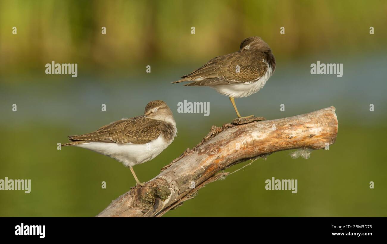 Gemeiner Sandpiper auf Barsch sitzend Stockfoto